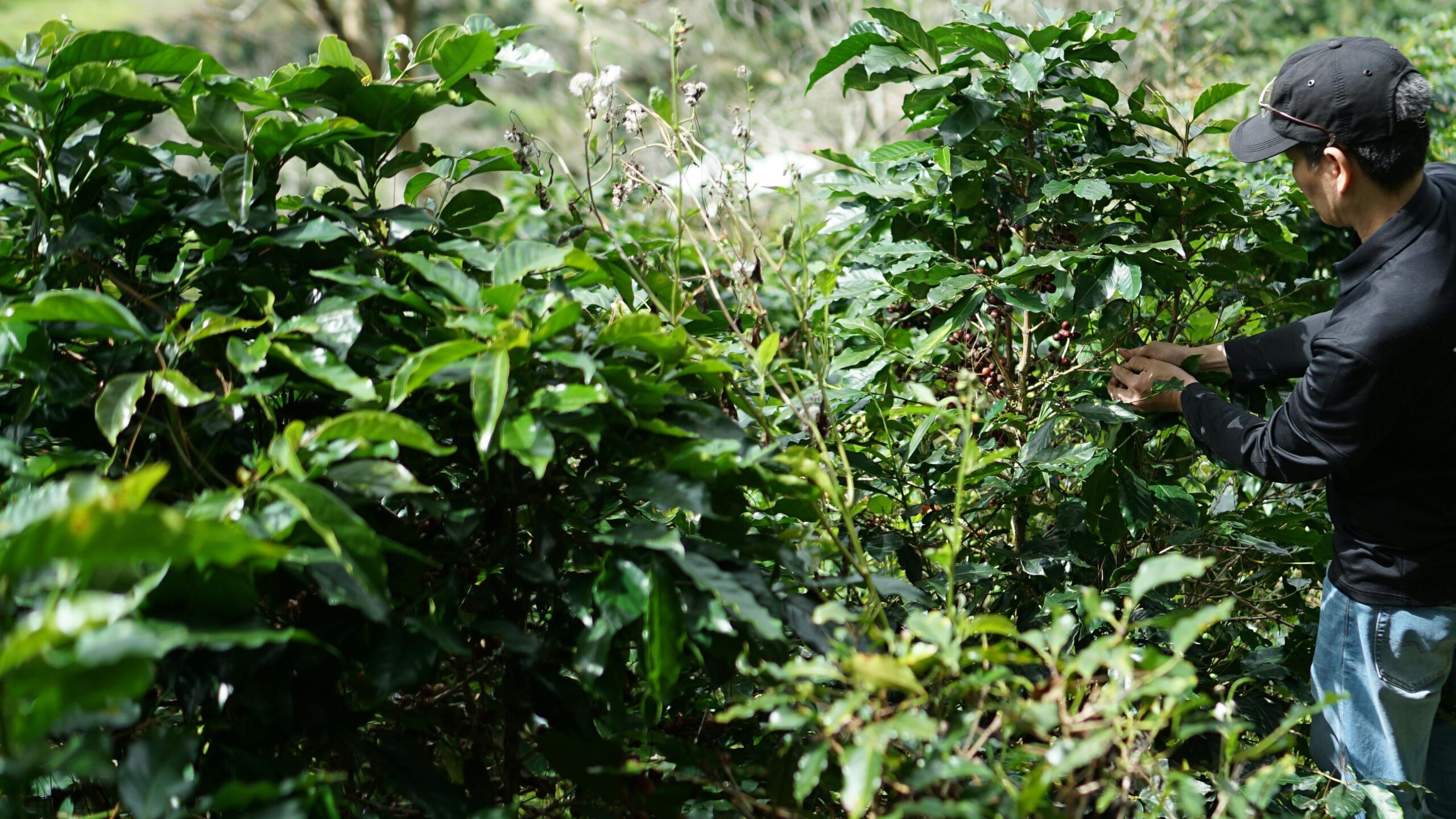 Coffee harvesting process in Guatemala, worker selecting ripe cherries in a traditional coffee plantation