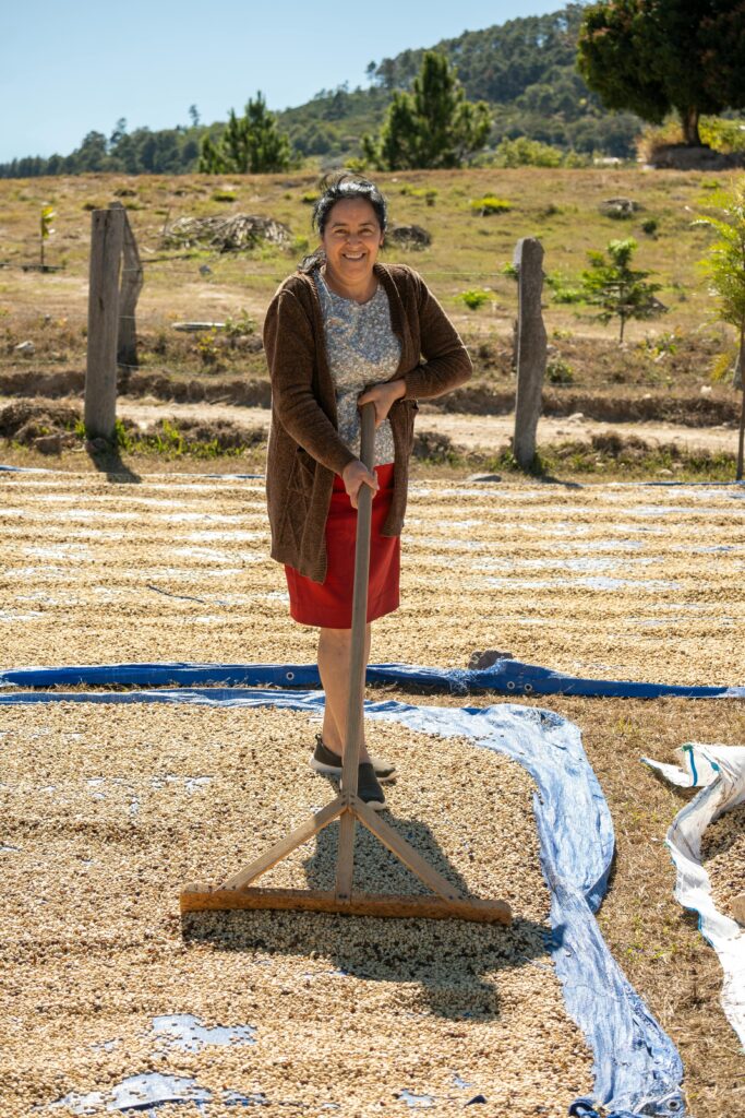 Guatemalan coffee farmer working with beans during the drying process