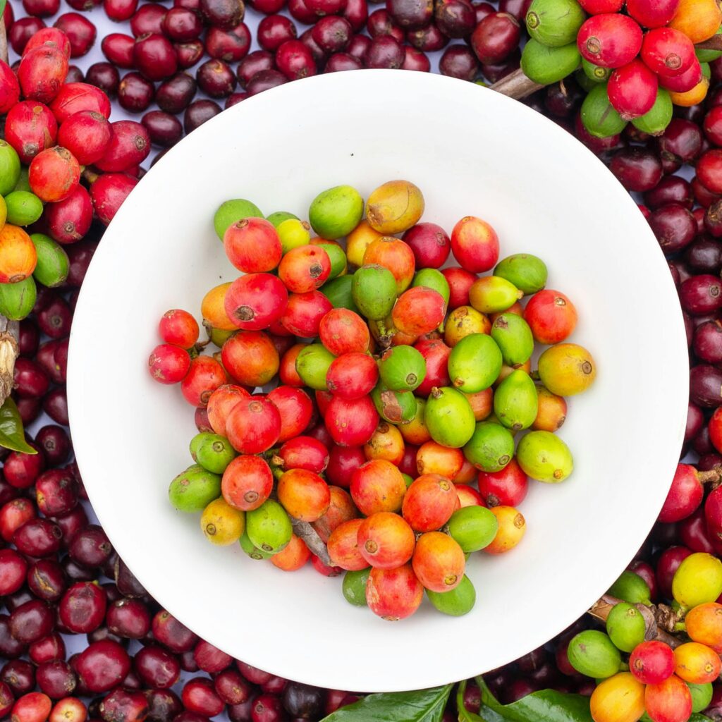 Coffee beans with different colors in a plate