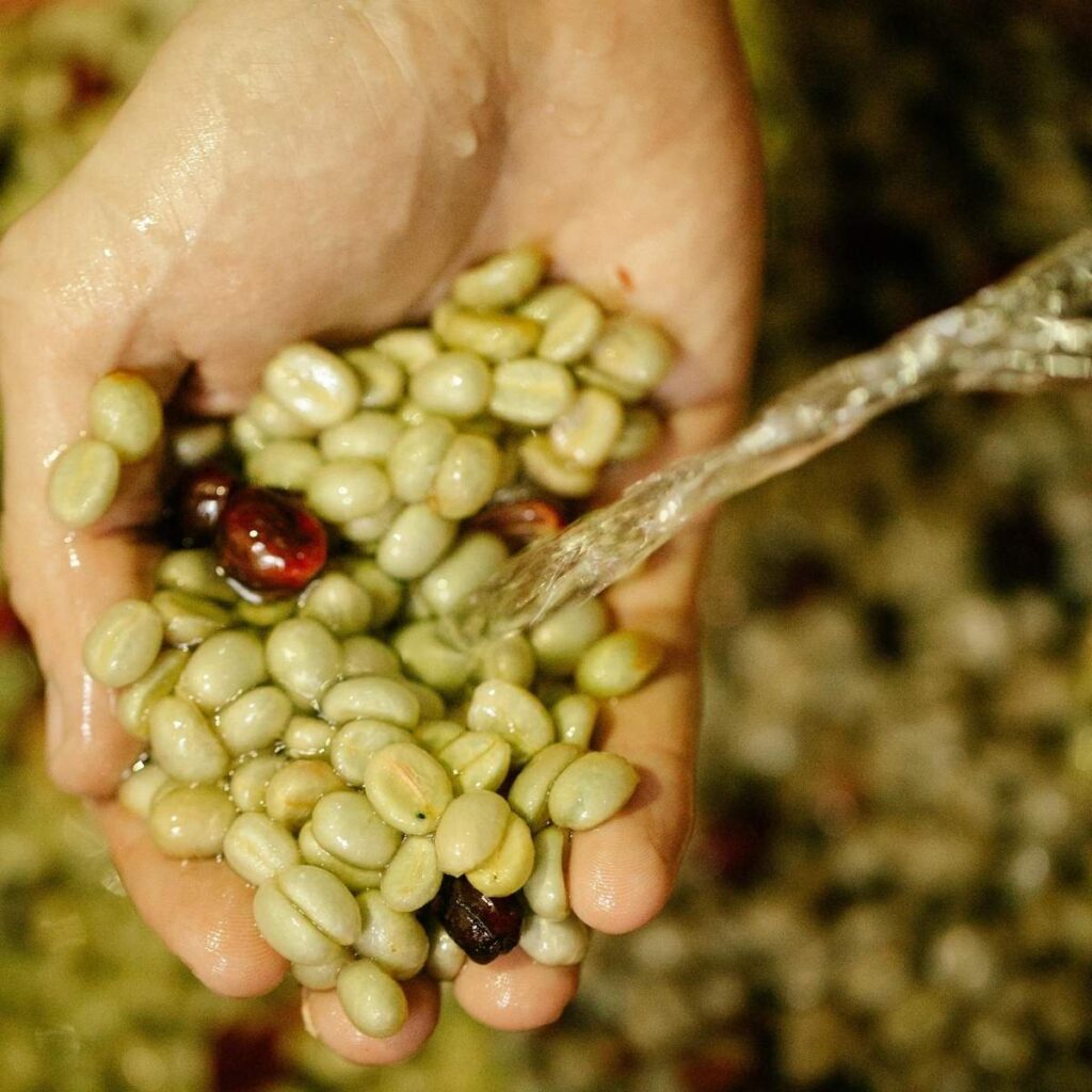 Washed process coffee beans in Guatemala being rinsed to remove mucilage highlighting wet processing methods