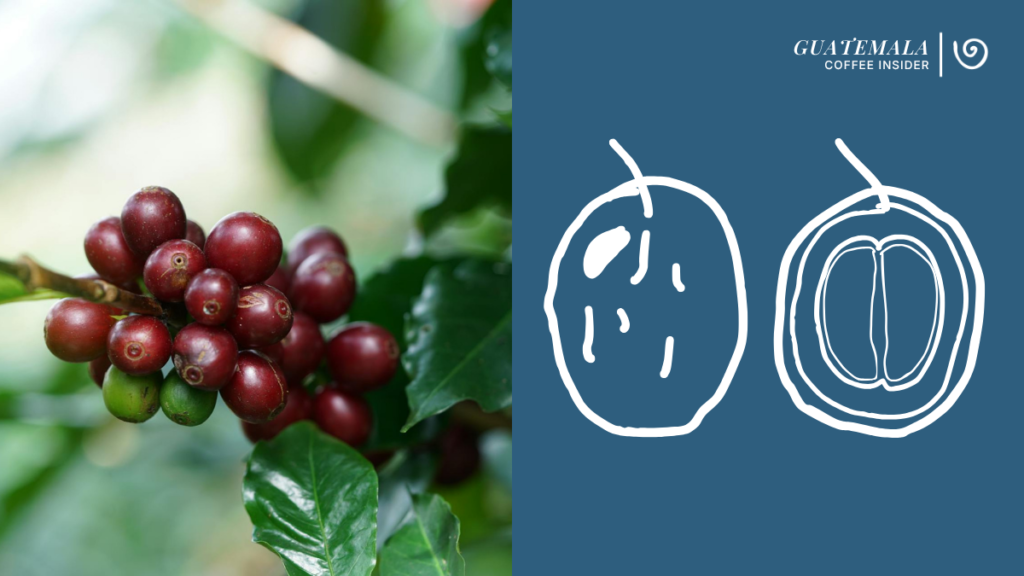 Ripe coffee cherries on a Guatemalan coffee plant alongside an illustration of the coffee bean structure