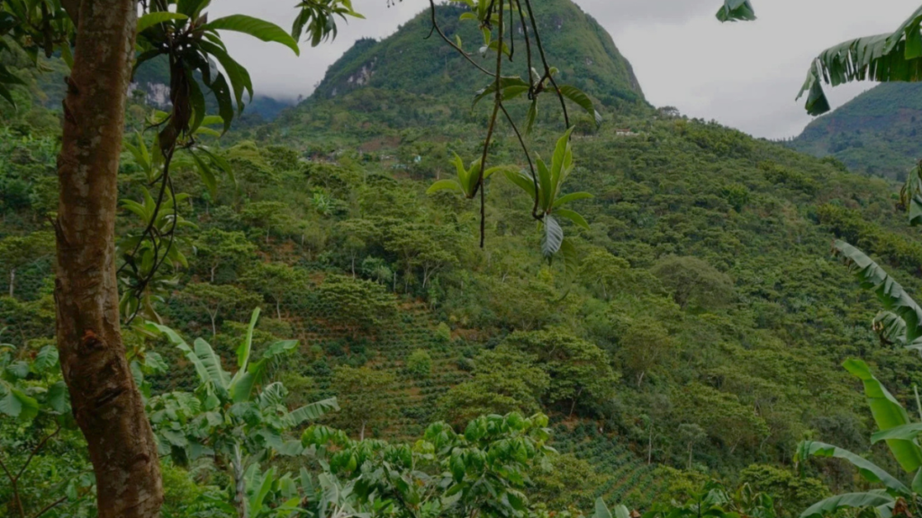 Mountain landscape in Huehuetenango highlighting the unique terroir in the Antigua vs Huehuetenango coffee comparison