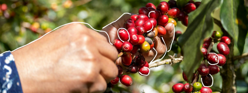 Hand harvesting ripe red coffee cherries in Nuevo Oriente, Olopa Chiquimula — specialty coffee from smallholder farmers in Guatemala’s volcanic highlands