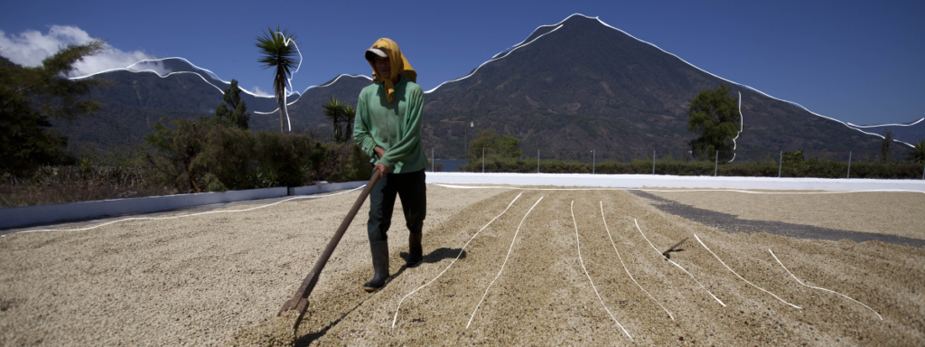 Small coffee producer drying coffee beans on a patio in Guatemala, reflecting the traditional farming practices of the Nuevo Oriente coffee region.