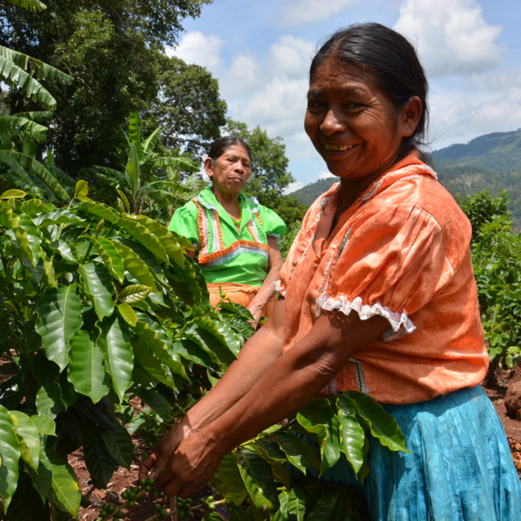 Coffee farmers working among coffee plants in Guatemala's Nuevo Oriente coffee region.