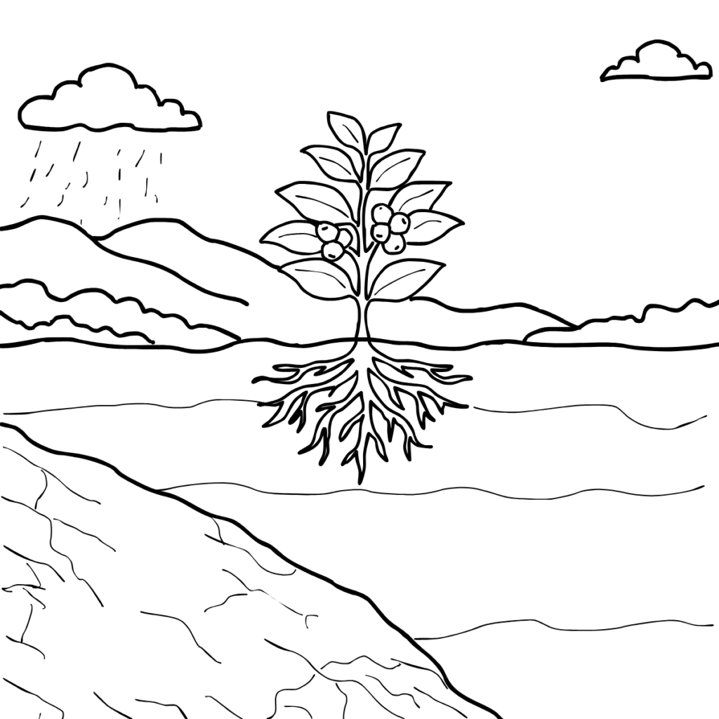 Illustration of a coffee plant showing roots, soil, rainfall, and environmental conditions that influence coffee growth in Guatemala.