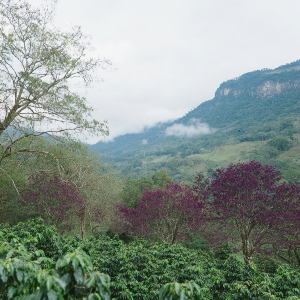 Lush coffee farm landscape in Nuevo Oriente, Olopa Chiquimula — volcanic soils, misty mountains, and ideal climate where Guatemalan smallholders build a world‑class specialty coffee region